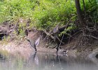 KayakNorthShoreChannel060318-8123  Kayaking North Shore Channel : 2018, Kayaking, North Shore Channel, Skokie, paddling