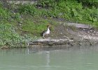 KayakNorthShoreChannel060318-8131  Kayaking North Shore Channel : 2018, Kayaking, North Shore Channel, Skokie, paddling