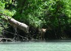 KayakNorthShoreChannel060318-8136  Kayaking North Shore Channel : 2018, Kayaking, North Shore Channel, Skokie, paddling