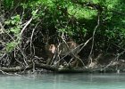 KayakNorthShoreChannel060318-8140  Kayaking North Shore Channel : 2018, Kayaking, North Shore Channel, Skokie, paddling