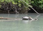 KayakNorthShoreChannel060318-8142  Kayaking North Shore Channel : 2018, Kayaking, North Shore Channel, Skokie, paddling