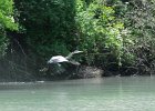 KayakNorthShoreChannel060318-8146  Kayaking North Shore Channel : 2018, Kayaking, North Shore Channel, Skokie, paddling