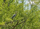 KayakNorthShoreChannel060318-8152  Kayaking North Shore Channel : 2018, Kayaking, North Shore Channel, Skokie, paddling