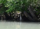 KayakNorthShoreChannel060318-8154  Kayaking North Shore Channel : 2018, Kayaking, North Shore Channel, Skokie, paddling