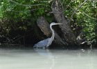 KayakNorthShoreChannel060318-8156  Kayaking North Shore Channel : 2018, Kayaking, North Shore Channel, Skokie, paddling