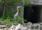 KayakNorthShoreChannel060318-8160  Kayaking North Shore Channel : 2018, Kayaking, North Shore Channel, Skokie, paddling