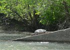 KayakNorthShoreChannel060318-8163  Kayaking North Shore Channel : 2018, Kayaking, North Shore Channel, Skokie, paddling