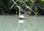 Turtle  Turtle. Kayaking North Shore Channel : 2018, Kayaking, North Shore Channel, Skokie, paddling