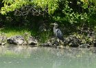 Great Blue Heron  Great Blue Heron. Kayaking North Shore Channel : 2018, Kayaking, North Shore Channel, Skokie, paddling