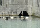 KayakNorthShoreChannel060318-8106  Kayaking North Shore Channel : 2018, Kayaking, North Shore Channel, Skokie, paddling