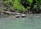 Turtle  Turtle. Kayaking North Shore Channel : 2018, Kayaking, North Shore Channel, Skokie, paddling