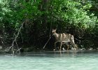 Deer  Deer. Kayaking North Shore Channel : 2018, Kayaking, North Shore Channel, Skokie, paddling