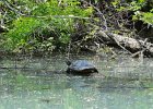 Turtle  Turtle. Kayaking North Shore Channel : 2018, Kayaking, North Shore Channel, Skokie, paddling