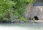 Great Blue Heron  Great Blue Heron. Kayaking North Shore Channel : 2018, Kayaking, North Shore Channel, Skokie, paddling