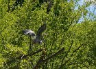 Great Blue Heron  Great Blue Heron. Kayaking North Shore Channel : 2018, Kayaking, North Shore Channel, Skokie, paddling