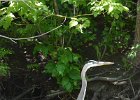 Great Blue Heron  Great Blue Heron. Kayaking North Shore Channel : 2018, Kayaking, North Shore Channel, Skokie, paddling