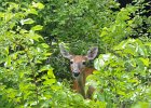 Deer  Deer. Kayaking North Shore Channel : 2018, Kayaking, North Shore Channel, Skokie, paddling