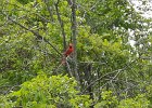 Cardinal  Cardinal. Kayaking North Shore Channel : 2018, Kayaking, North Shore Channel, Skokie, paddling