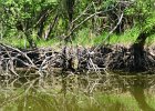 KayakSkokieLagoons052718-8028  Kayaking Skokie Lagoons : 2018, Kayaking, Memorial Day Weekend, Paddeling, Skokie Lagoons, paddling