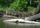 KayakSkokieLagoons052818-8049  Kayak Skokie Lagoons : 2018, Kayaking, Skokie Lagoons, paddling