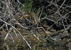 KayakSkokieLagoons052818-8055  Kayak Skokie Lagoons : 2018, Kayaking, Skokie Lagoons, paddling