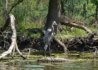 KayakSkokieLagoons052818-8065  Kayak Skokie Lagoons : 2018, Kayaking, Skokie Lagoons, paddling