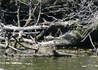 KayakSkokieLagoons052818-8067  Kayak Skokie Lagoons : 2018, Kayaking, Skokie Lagoons, paddling