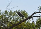 KayakSkokieLagoons052818-8071  Kayak Skokie Lagoons : 2018, Kayaking, Skokie Lagoons, paddling