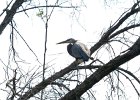 KayakSkokieLagoons052818-8073  Kayak Skokie Lagoons : 2018, Kayaking, Skokie Lagoons, paddling