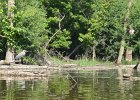 KayakSkokieLagoons062418-8241  Kayaking Skokie Lagoons : 2018, Kayaking, Skokie Lagoons