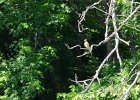 KayakSkokieLagoons062418-8242  Kayaking Skokie Lagoons : 2018, Kayaking, Skokie Lagoons