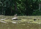 KayakSkokieLagoons062418-8273  Kayaking Skokie Lagoons : 2018, Kayaking, Skokie Lagoons