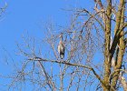 KayakSkokieLagoons062418-8288  Kayaking Skokie Lagoons : 2018, Kayaking, Skokie Lagoons