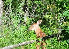 KayakSkokieLagoons062418-8302  Kayaking Skokie Lagoons : 2018, Kayaking, Skokie Lagoons