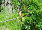 KayakSkokieLagoons062418-8306  Kayaking Skokie Lagoons : 2018, Kayaking, Skokie Lagoons