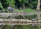 KayakSkokieLagoons062418-8250  Kayaking Skokie Lagoons : 2018, Kayaking, Skokie Lagoons