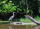 KayakSkokieLagoons062418-8267  Kayaking Skokie Lagoons : 2018, Kayaking, Skokie Lagoons