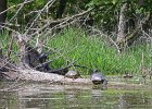 KayakSkokieLagoons062418-8279  Kayaking Skokie Lagoons : 2018, Kayaking, Skokie Lagoons