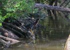 KayakSkokieLagoons062418-8285  Kayaking Skokie Lagoons : 2018, Kayaking, Skokie Lagoons