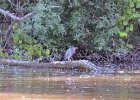 KayakSkokieLagoons062418-8293  Kayaking Skokie Lagoons : 2018, Kayaking, Skokie Lagoons