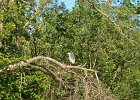 KayakSkokieLagoons062418-8296  Kayaking Skokie Lagoons : 2018, Kayaking, Skokie Lagoons