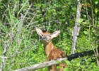 KayakSkokieLagoons062418-8304  Kayaking Skokie Lagoons : 2018, Kayaking, Skokie Lagoons