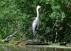 KayakSkokieLagoons062418-8313  Kayaking Skokie Lagoons : 2018, Kayaking, Skokie Lagoons