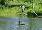 KayakSkokieLagoons062418-8315  Kayaking Skokie Lagoons : 2018, Kayaking, Skokie Lagoons