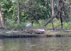 KayakSkokieLagoons070118-8318  Kayaking Skokie Lagoons with Molly : 2018, Kayaking, Skokie Lagoons, paddling