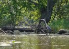 KayakSkokieLagoons070118-8321  Kayaking Skokie Lagoons with Molly : 2018, Kayaking, Skokie Lagoons, paddling