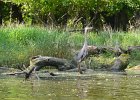 KayakSkokieLagoons070118-8322  Kayaking Skokie Lagoons with Molly : 2018, Kayaking, Skokie Lagoons, paddling