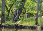 KayakSkokieLagoons070118-8324  Kayaking Skokie Lagoons with Molly : 2018, Kayaking, Skokie Lagoons, paddling