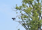 KayakSkokieLagoons070118-8327  Kayaking Skokie Lagoons with Molly : 2018, Kayaking, Skokie Lagoons, paddling