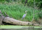 KayakSkokieLagoons070118-8332  Kayaking Skokie Lagoons with Molly : 2018, Kayaking, Skokie Lagoons, paddling